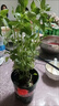 九層塔潮汕金不換盆栽食用主廚房九層塔盆栽食用羅勒植物香料甜羅 1年苗--葉子帶淡香味 不帶盆 曬單實(shí)拍圖