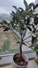四季金桔樹(shù)苗盆栽室內客廳帶果可食用陽(yáng)臺年宵植物花卉小橘子綠植 金桔帶果+樹(shù)葉瓷盆26-38cm 含盆 曬單實(shí)拍圖