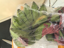 三萌果蔬廣西小米蕉【青蕉發(fā)貨收到需催熟】芭蕉新鮮水果應季香蕉現摘現發(fā) 5斤 手挑精選果【香甜粉糯】?jì)?.5斤 曬單實(shí)拍圖