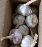 紫白皮蒜即食水果大蒜今年新鮮干蒜生鮮調料蒜瓣 5頭大蒜 0.36斤 曬單實(shí)拍圖