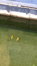 錦鯉魚(yú)金魚(yú)活魚(yú)黃金龍鳳冷水淡水魚(yú)好養耐活魚(yú)苗觀(guān)賞魚(yú)活體風(fēng)水魚(yú) 3黃+3紅8-10cm共6條 曬單實(shí)拍圖