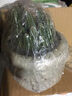 佰花錦萬重山仙人球聚財(cái)山盆栽多肉綠植花卉電腦植物防輻射桌面陽臺 萬重山+北歐甜甜圈樹脂盆 10-20cm 曬單實(shí)拍圖