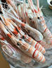 棠鮮生新西蘭鰲蝦海鰲蝦刺身scampi斯干比新鮮特大南極深海蝦甜蝦刺身 3號新西蘭鰲蝦 1kg(凈重)  16-20只 曬單實(shí)拍圖