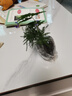 文竹盆栽綠植花卉盆景植物室內客廳水培文松云竹文竹大苗四季常青 文竹【1顆】原盆原土球發(fā)貨 高度15-25cm 曬單實(shí)拍圖