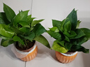 特價(jià)綠蘿盆栽室內客廳辦公吸甲醛凈化空氣水培植物綠植花卉好養2 【1盆】綠蘿+橙色南瓜盆自吸水 整體含盆高度20-25cm 曬單實(shí)拍圖