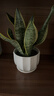 虎尾蘭金邊虎皮蘭室內客廳凈化空氣吸甲醛花卉盆栽花卉綠植植物 金邊虎皮蘭30-40cm3株+白蓮陶瓷盆 曬單實(shí)拍圖