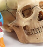 美迪卡模型人體頭骨模型醫學(xué)仿真骷髏頭醫學(xué)生教學(xué)模型擺件可拆卸可拆分頭骨仿真美術(shù)生彩色頭骨模型美迪卡 1:2彩色頭骨模型（15部件） 曬單實(shí)拍圖
