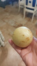 京鮮生  云南石林人參果 凈重3斤  單果100g+ 生鮮水果源頭直發(fā)包郵 曬單實拍圖