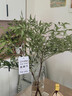 臨雅水培植物九里香盆栽桌面驅蚊綠植室內茉莉鮮花水養花卉懶人四季開(kāi) 【A級大冠幅】南天竹60-80cm【買(mǎi)一送一】 曬單實(shí)拍圖
