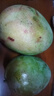 京鮮生 攀枝花凱特芒果 凈重4.5斤 單果700g 生鮮水果 源頭直發(fā) 曬單實(shí)拍圖
