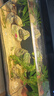 米家（MIJIA）小米米家智能生態(tài)魚(yú)缸還原自然生態(tài)補倉一次三月無(wú)憂(yōu)出差旅行必備 曬單實(shí)拍圖