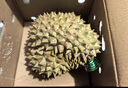 漫生活趕海工具套裝沙灘挖沙玩具鐵鍬鋤頭水桶鏟子夾子耙挖土種菜6件套 曬單實(shí)拍圖