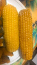 佟創(chuàng  )東北黃糯玉米棒 新鮮甜糯玉米棒 代餐輕食真空包裝黏粘玉米 東北黃糯玉米220g*10棒/箱 曬單實(shí)拍圖