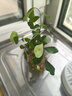 特價(jià)懶人水培綠植九里香綠蘿文竹室內易養凈化空氣花卉盆栽 九里香5顆【不含盆】土培水培皆可10-15cm 曬單實(shí)拍圖