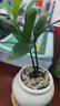 八芽海島羅漢松指尖微型盆栽桌面小綠植迷你拇指好養植物源頭直發(fā)包郵 竹柏-陶瓷小茶罐盆-竹底托-鋪面石 陶瓷盆-帶盆栽好 曬單實(shí)拍圖