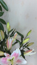 禾之潤(rùn)香水百合花鮮花云南昆明基地直發(fā)批鮮切家用水養(yǎng)插花 紅美人香水百合10朵 關(guān)注店鋪送進(jìn)口營(yíng)養(yǎng)液 曬單實(shí)拍圖