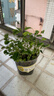 IAM City Farmer含羞草種植盆栽 小學(xué)生科學(xué)趣味diy盆栽 植物觀(guān)察窗發(fā)芽生長(cháng)10032 曬單實(shí)拍圖