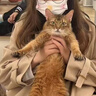 春乏2025春秋中長款百搭英倫風衣女過膝卡其色感小個子西裝外套女 卡其色 XS 建議105斤以下 曬單實拍圖