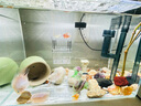 派樂(lè )特 魚(yú)缸孵化盒孔雀魚(yú)繁殖盒斗魚(yú)亞克力隔離盒 孵化盒小號 曬單實(shí)拍圖