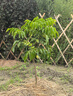 廣西嫁接黑黃皮雞心黃皮樹(shù)苗無(wú)核紫肉黃皮樹(shù)苗地栽盆栽南北方種植 黑黃皮四年苗（帶土帶葉） 70cm(含)-79cm(含) 曬單實(shí)拍圖