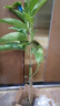 白蘭花玉蘭花樹(shù)苗帶花苞矮化老樁盆栽紫黃角蘭四季開(kāi)花卉綠植植物 精品白蘭60cm（當年開(kāi)花） 曬單實(shí)拍圖