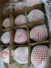 京鮮生 煙臺紅富士蘋(píng)果 凈重5.2斤/12粒  單果190-240g  水果禮盒 曬單實(shí)拍圖