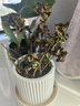 花翁梔子花帶花苞盆栽植物花卉【多分支大苗】梔子花+浪琴盆源頭直發(fā) 曬單實(shí)拍圖