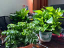 雙盟綠蘿盆栽除甲醛花卉綠植辦公室新房凈化空氣180加侖4盆裝源頭直發(fā) 曬單實拍圖