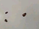 擁彩蟑螂藥殺蟑餌劑全窩端家用無(wú)毒一窩端滅蟑屋盒貼膠餌驅滅誘餌神器 曬單實(shí)拍圖