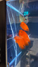 德瑞水族 魚(yú)飼料血鸚鵡專(zhuān)用魚(yú)糧增紅增色魚(yú)食熱帶魚(yú)發(fā)財魚(yú)金魚(yú)錦鯉飼料1kg 曬單實(shí)拍圖