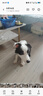 華元寵具（hoopet）狗狗玩具吸盤拉力球小中大型犬耐咬磨牙解悶神器漏食玩具寵物用品 曬單實拍圖