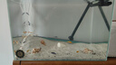 三湖慈鯛魚(yú)黑線(xiàn)王子活體中小型耐養易活熱帶觀(guān)賞魚(yú)淡水魚(yú) 2.5-3cm慈鯛隨機20條送2條備損 曬單實(shí)拍圖