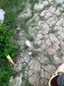 民間藝人大師線(xiàn)組魚(yú)線(xiàn)成品主線(xiàn)鯽魚(yú)釣魚(yú)線(xiàn)組套裝全套配件用品線(xiàn)拉力強魚(yú)線(xiàn) 5.4m 2.0號（三個(gè)裝） 曬單實(shí)拍圖