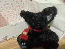 SMILE BELLA英國黑貓玩偶貓咪毛絨玩具娃娃抱枕德文貓公仔小貓玩偶生日禮物女 黑貓+紅色圍巾【禮盒裝】站高28cm 曬單實(shí)拍圖