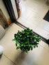 帶花苞濃香型梔子花室內(nèi)綠植盆栽四季開花桌面花卉凈化空氣好養(yǎng)活 大盆梔子花+螺紋盆+帶花苞+肥料 曬單實拍圖