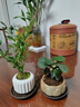 八芽盆栽小盼菩提樹(shù)植物室內禪意盆景辦公室桌面好養綠植源頭直發(fā)包郵 蓮花盆菩提（含紫砂托盤(pán)） 曬單實(shí)拍圖
