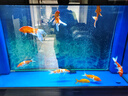 YEE水族增氧氣泵氣泡石氣條魚(yú)缸氣泡條氣泡石造景氣簾裝飾納米氣盤(pán)石 120厘米氣條+12瓦氣泵+管件 曬單實(shí)拍圖