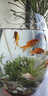百綸木千草金魚(yú)觀(guān)賞魚(yú)冷水魚(yú)不加溫新手好養純種鳳尾大紅草魚(yú)苗 3-5cm草金魚(yú)20條 送魚(yú)糧 曬單實(shí)拍圖