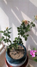 果汁陽臺月季花苗四季開花卉盆栽綠植物室內(nèi)花易活玫瑰帶花苞庭院 艾莎【大花濃香，月月開分枝多】 【帶花苞】【盆口徑15cm】原盆冠25高35 曬單實拍圖