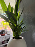 白掌盆栽一帆風(fēng)順開(kāi)花植物辦公室室內四季好養植物喜陰陶瓷盆 原盆原土+一帆風(fēng)順帶花苞 曬單實(shí)拍圖