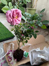 曼杉園（manshanyuan） 紫魂香水月季花苗大花濃香四季開(kāi)花勤花新手易養易活 紫魂香水中苗 不含盆 曬單實(shí)拍圖