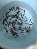 活體飼料魚(yú)麥穗魚(yú)小魚(yú)苗喂龍魚(yú)羅漢鱷龜開(kāi)口飼料魚(yú)淡水魚(yú)活魚(yú)包活 飼料魚(yú)1-2厘米200條送10%防損 曬單實(shí)拍圖