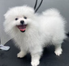 COCOYO春日櫻花中型犬印花尿墊寵物訓(xùn)導(dǎo)除臭尿墊狗狗 M號(hào)45*60cm/50片 曬單實(shí)拍圖