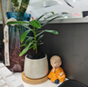 八芽迷你盆栽綠植室內桌面辦公室好養花卉小盆景四季常青植物凈化空氣 羅漢松-白小雪梨盆-竹底托 帶盆栽好 曬單實(shí)拍圖