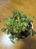 愛(ài)你一萬(wàn)年含羞草小盆栽室內陽(yáng)臺植物四季常青易種花卉怕羞草害羞草趣味植物 含羞草【綠色可愛(ài)馬卡龍盆】 曬單實(shí)拍圖