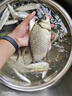 SHIMANO日本進(jìn)口東麗500米釣魚(yú)線(xiàn)主線(xiàn)超軟強力拉線(xiàn)特別尼龍線(xiàn) 進(jìn)口東麗原絲500米熒光綠【不滿(mǎn)意退】 0.8號 曬單實(shí)拍圖