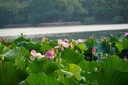索尼（SONY） ILCE-6700/a6700 創(chuàng  )意濾鏡 AI智能芯片 APS-C微單數碼相機Vlog視頻拍攝 A6700M套機【 贈128G卡+電池+單肩包 背帶】 標配 曬單實(shí)拍圖