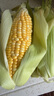 京鮮生云南水果玉米5斤 鮮甜玉米棒 甜脆多汁 新鮮蔬菜 源頭直發(fā)包郵 曬單實拍圖