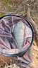 SHIMANO日本進(jìn)口東麗500米釣魚(yú)線(xiàn)主線(xiàn)超軟強力拉線(xiàn)特別尼龍線(xiàn) 進(jìn)口東麗原絲500米熒光綠【不滿(mǎn)意退】 0.8號 曬單實(shí)拍圖