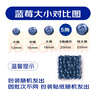 京鮮生 當季云南藍莓 12盒超大果22mm+ 125g/盒 生鮮水果 源頭直發(fā) 包郵 曬單實(shí)拍圖